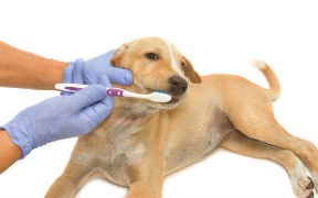 Curso de Hábitos de Higiene en Animales Domésticos