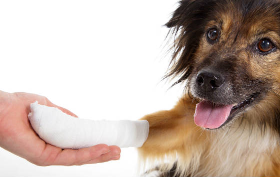 Curso Básico a distancia de Primeros Auxilios a Animales Domésticos Curso Básico a distancia de Primeros Auxilios a Animales Domésticos