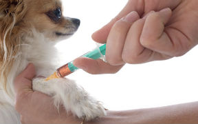 Curso de Programa Vacunal en Animales Domésticos