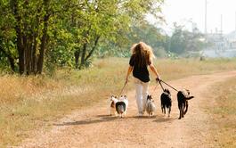 Curso online Disfruta del paseo con tu perro