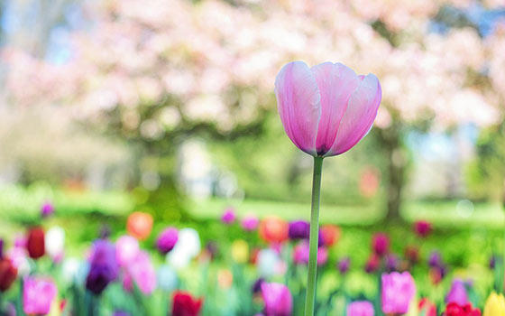 Curso online de Jardinero Profesional Curso online de Jardinero Profesional