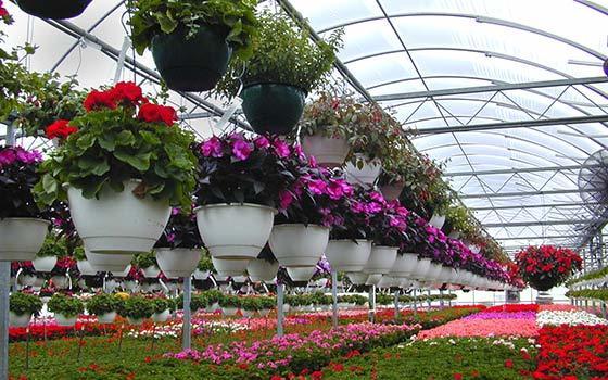 Curso online Profesional de Horticultura y Floricultura