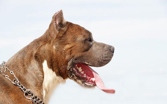 Curso a distancia de Experto en Razas Caninas Peligrosas
